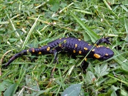07 salamandra pezzata